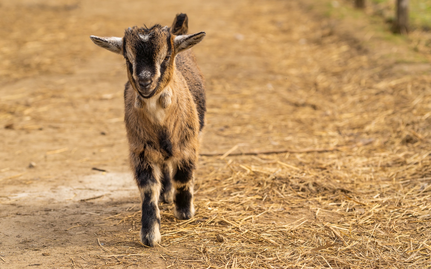 Маленький козленок идет по земле
