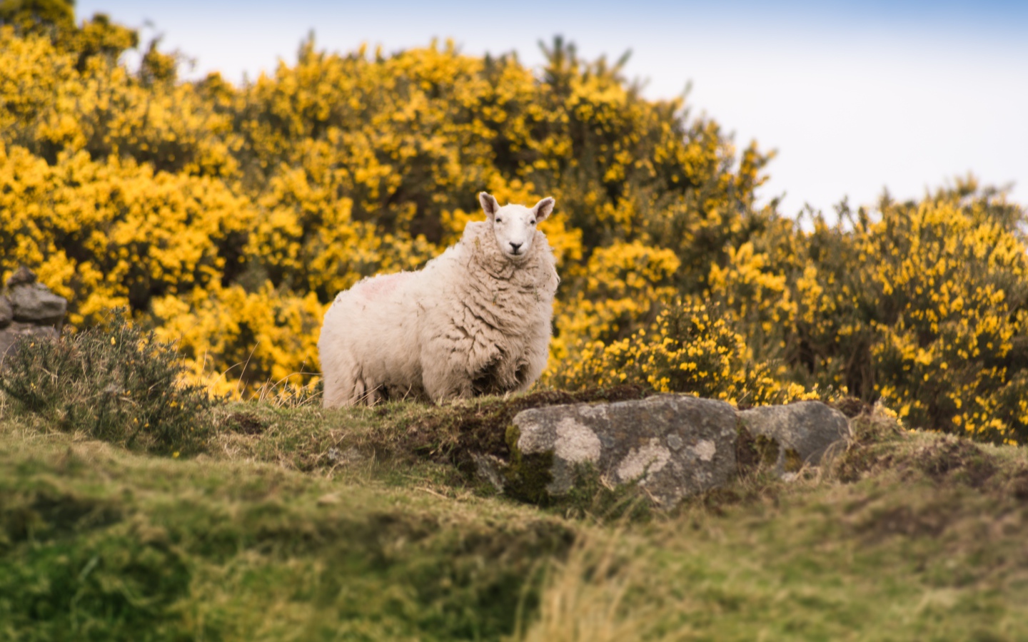 Большая пушистая овца стоит на камне