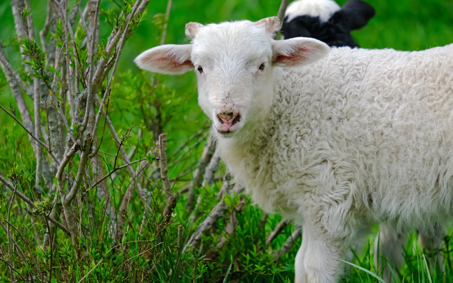 Белая овца пасется на зеленой траве 