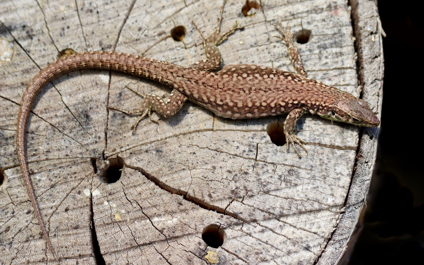 Beautiful lizard on an old tree stump