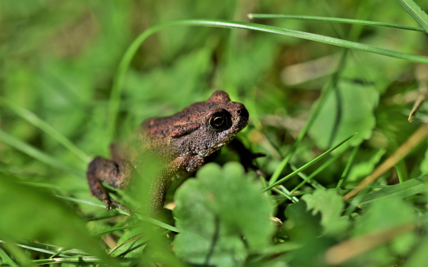 Большая лягушка сидит в зеленой траве