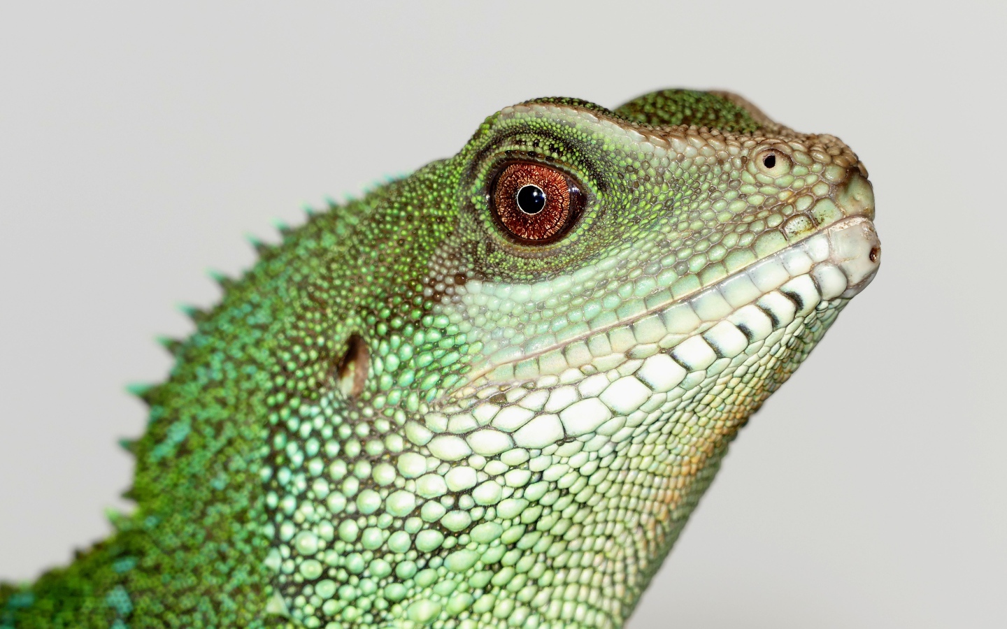 Китайский водный дракон на сером фоне