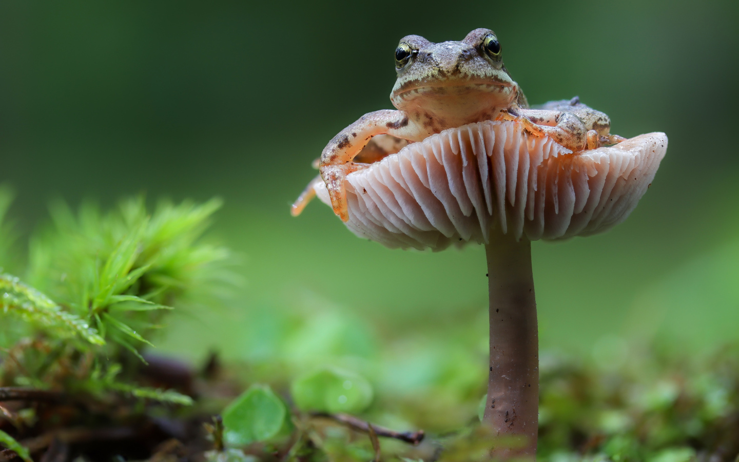 Зеленая лягушка сидит на грибе в лесу