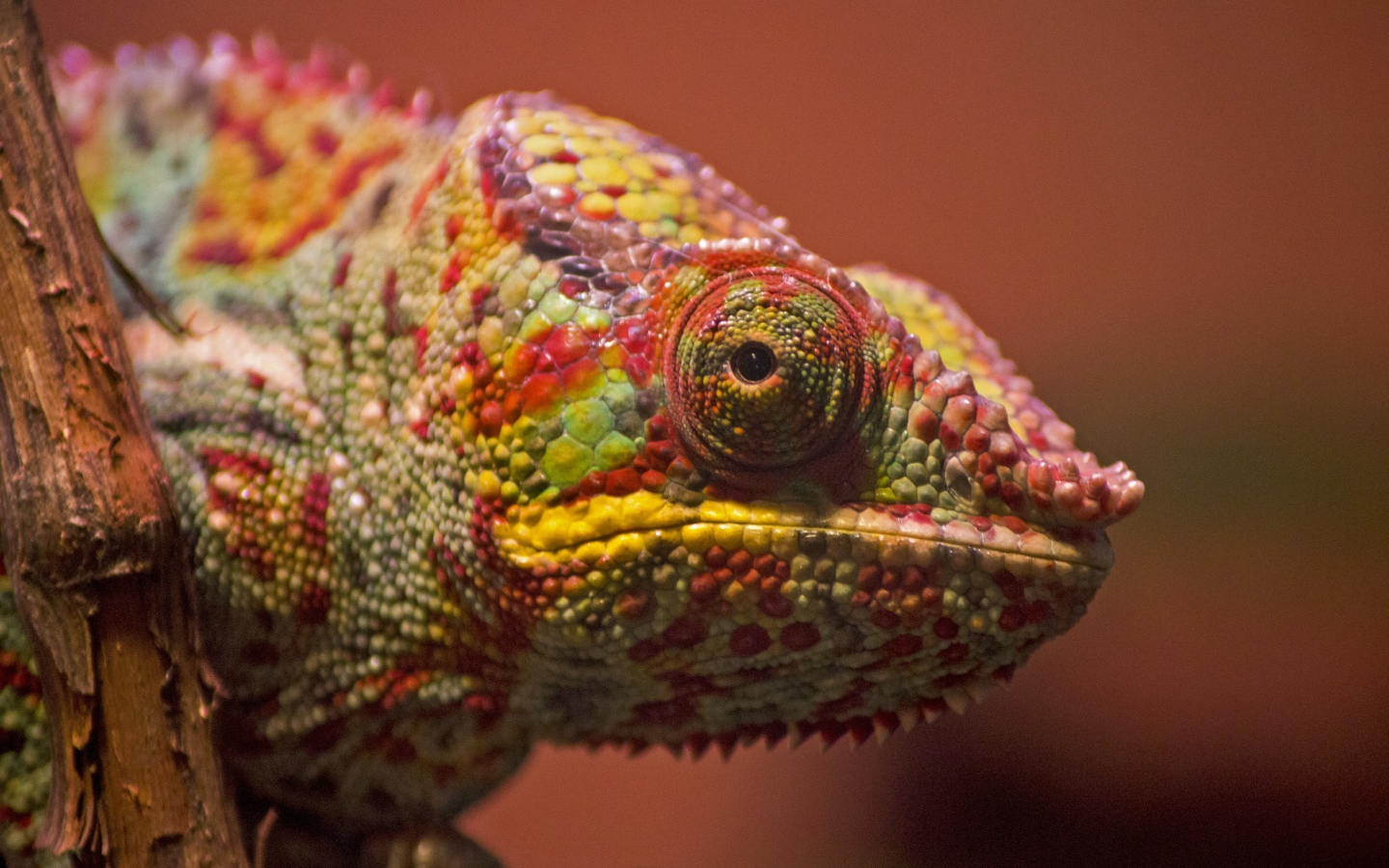Multi-colored chameleon sitting on a branch close-up