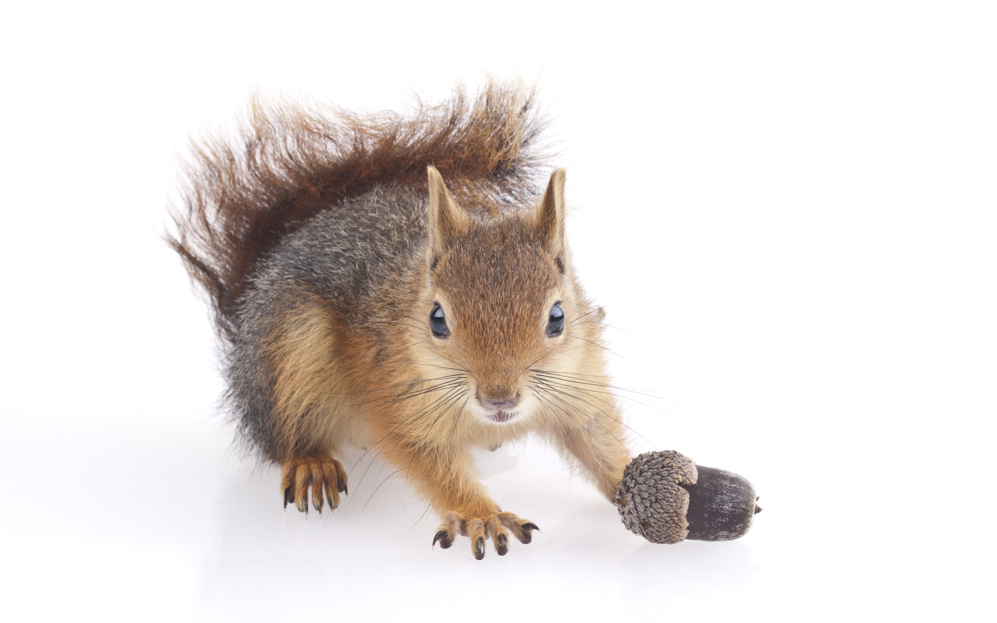Funny squirrel with an acorn on a white background