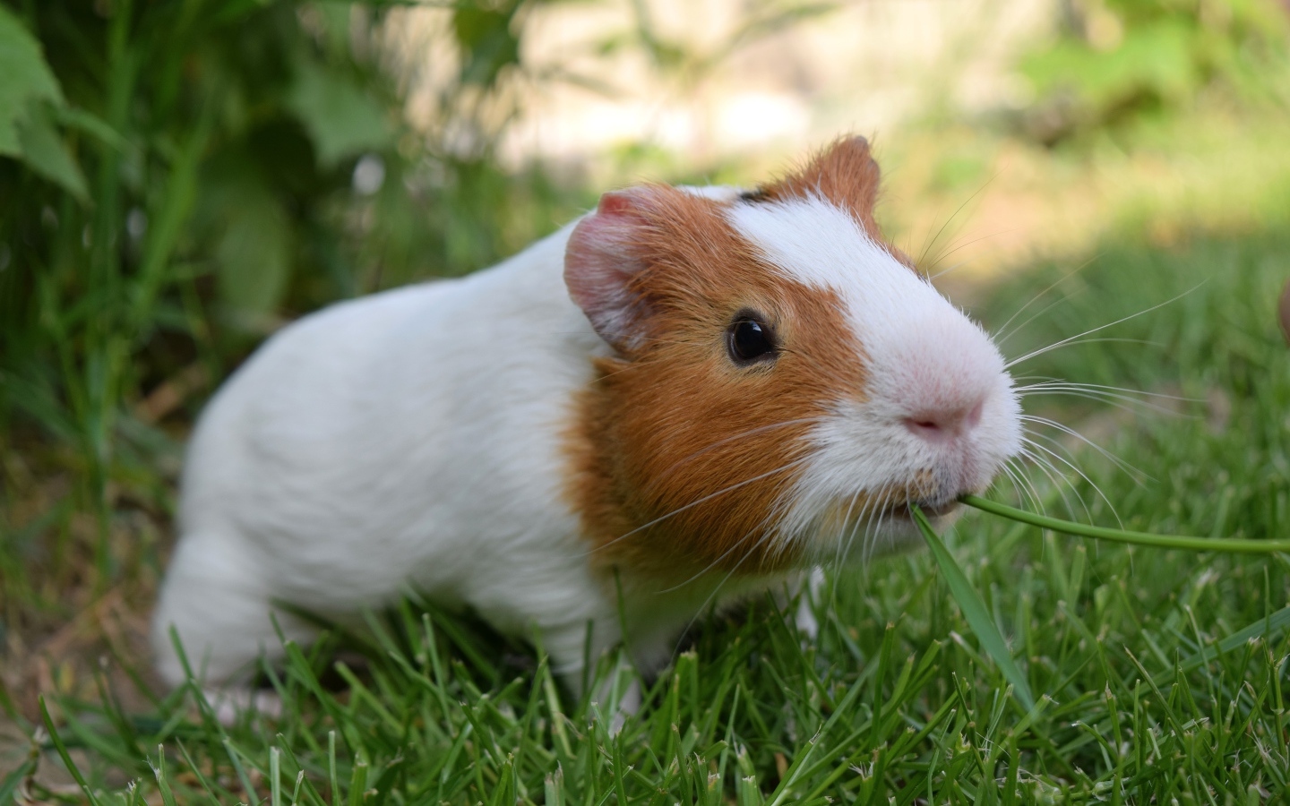 Морская свинка грызет зеленую траву