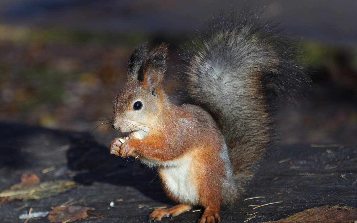 Маленькая рыжая белка грызет орех