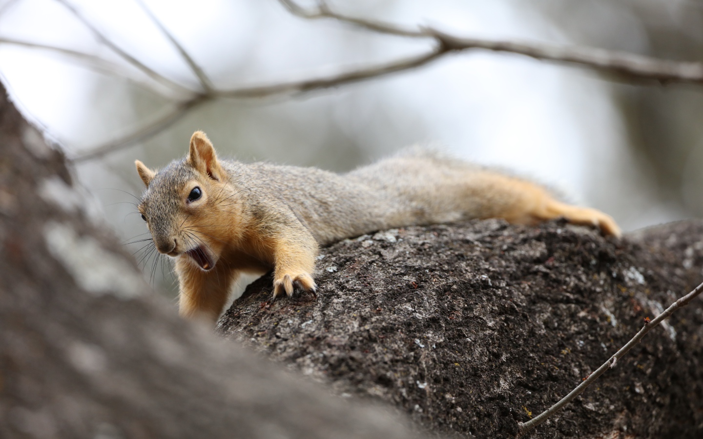 Маленькая белка зевает на дерева