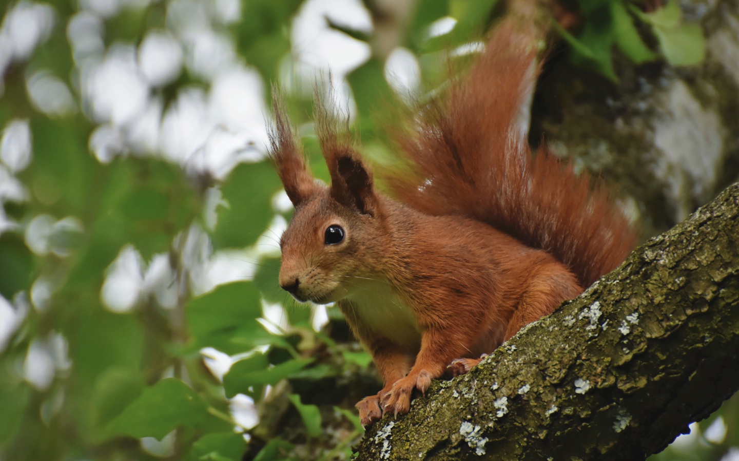 Red squirrel sits on a tree branch with green leaves