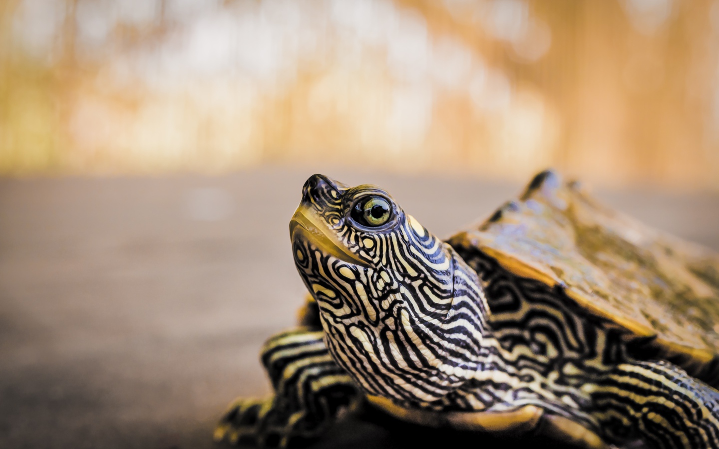 Большая полосатая черепаха 