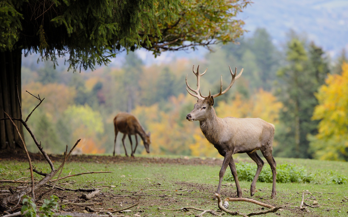 Олени пасутся на зеленой траве в парке 