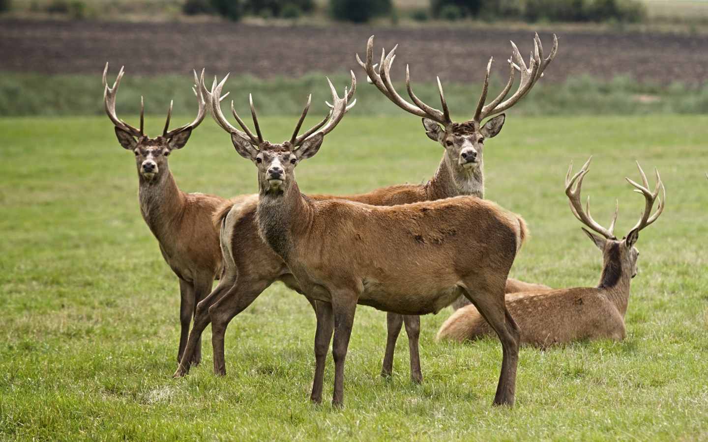 Стадо оленей на зеленой траве 