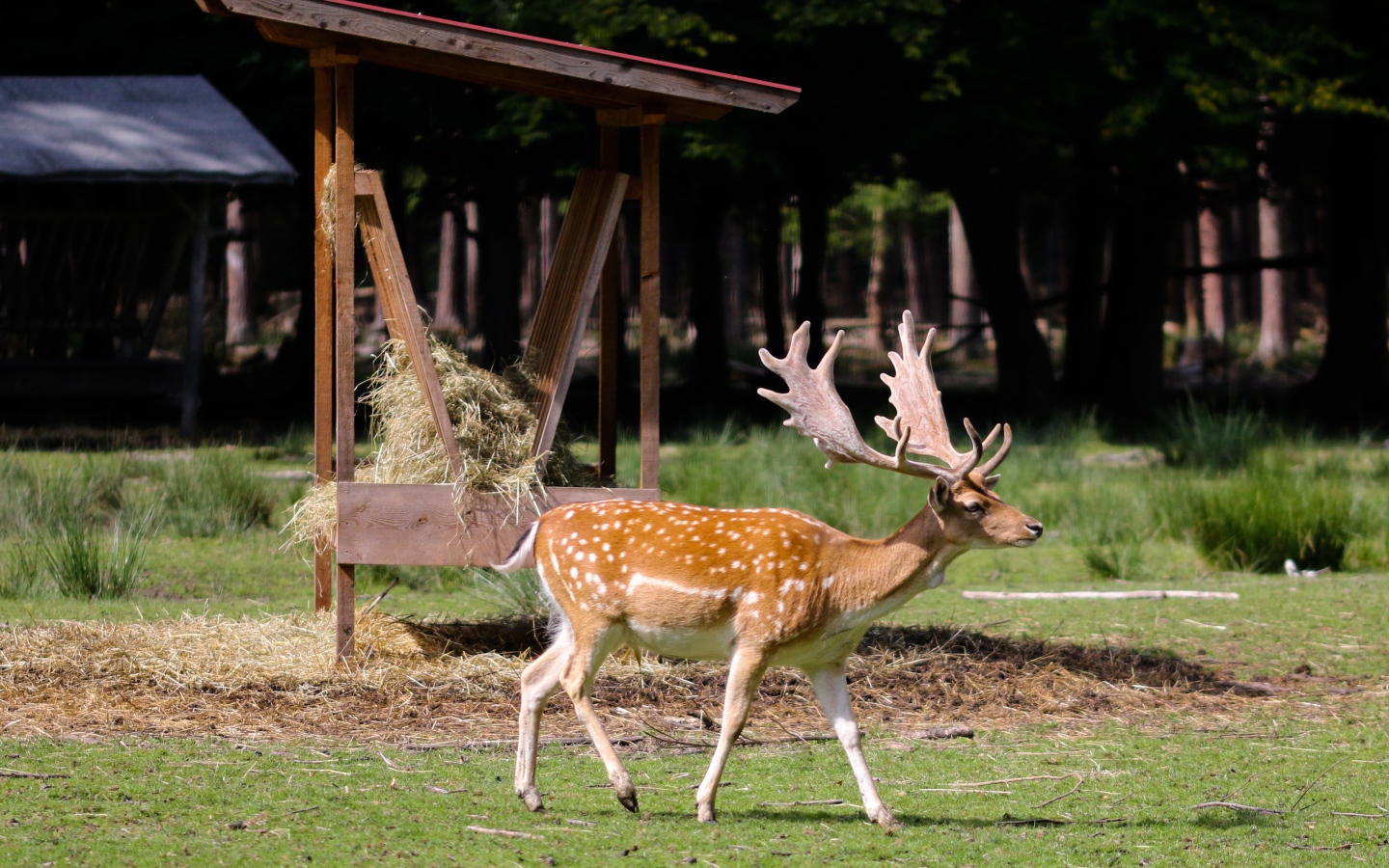 Большой пятнистый олень с большими рогами 