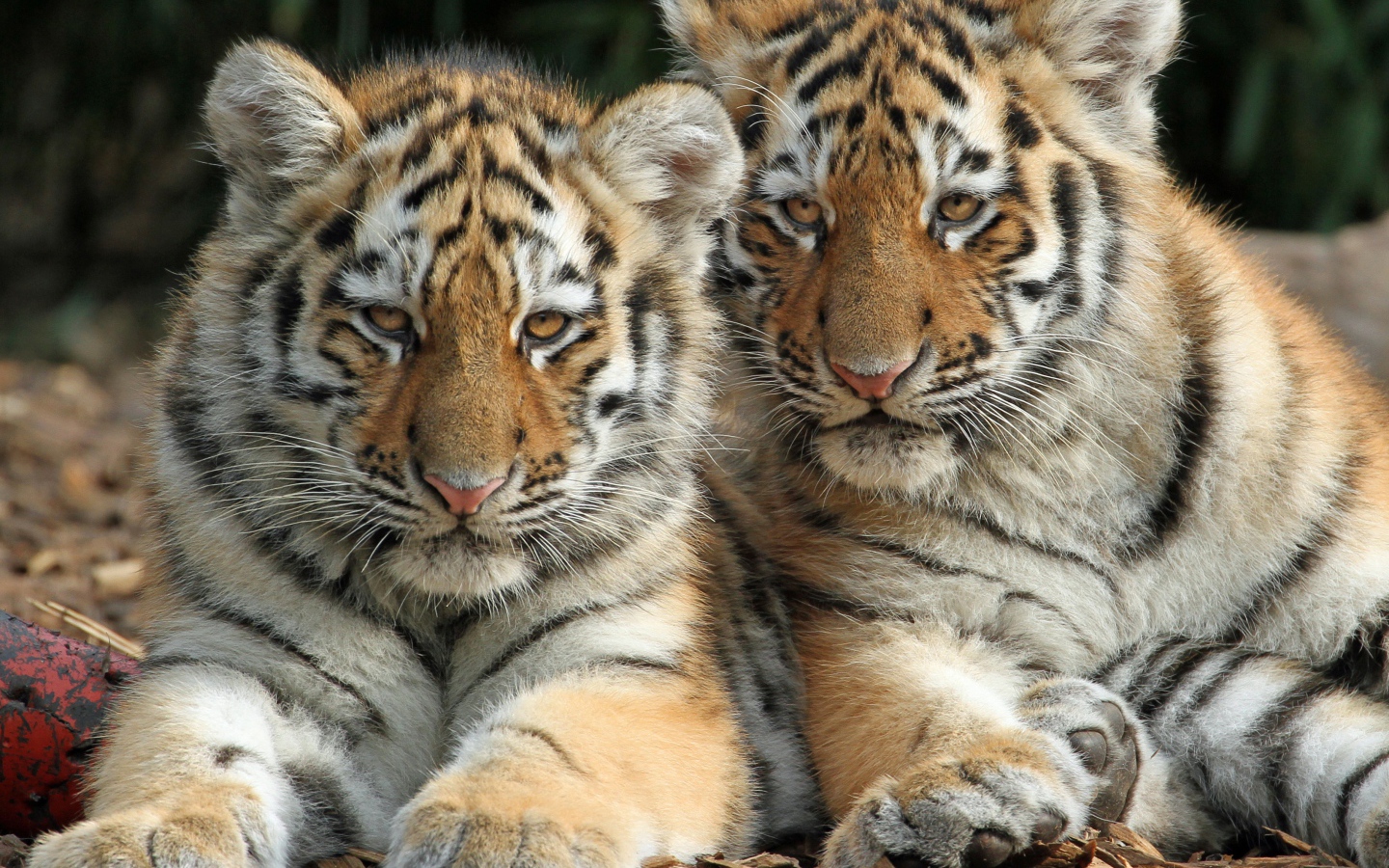 Два маленьких полосатых тигренка лежат на земле