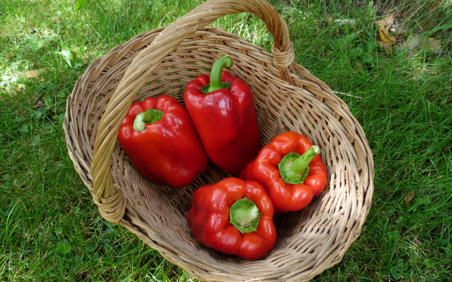 Красный болгарский перец в корзине на зеленой траве