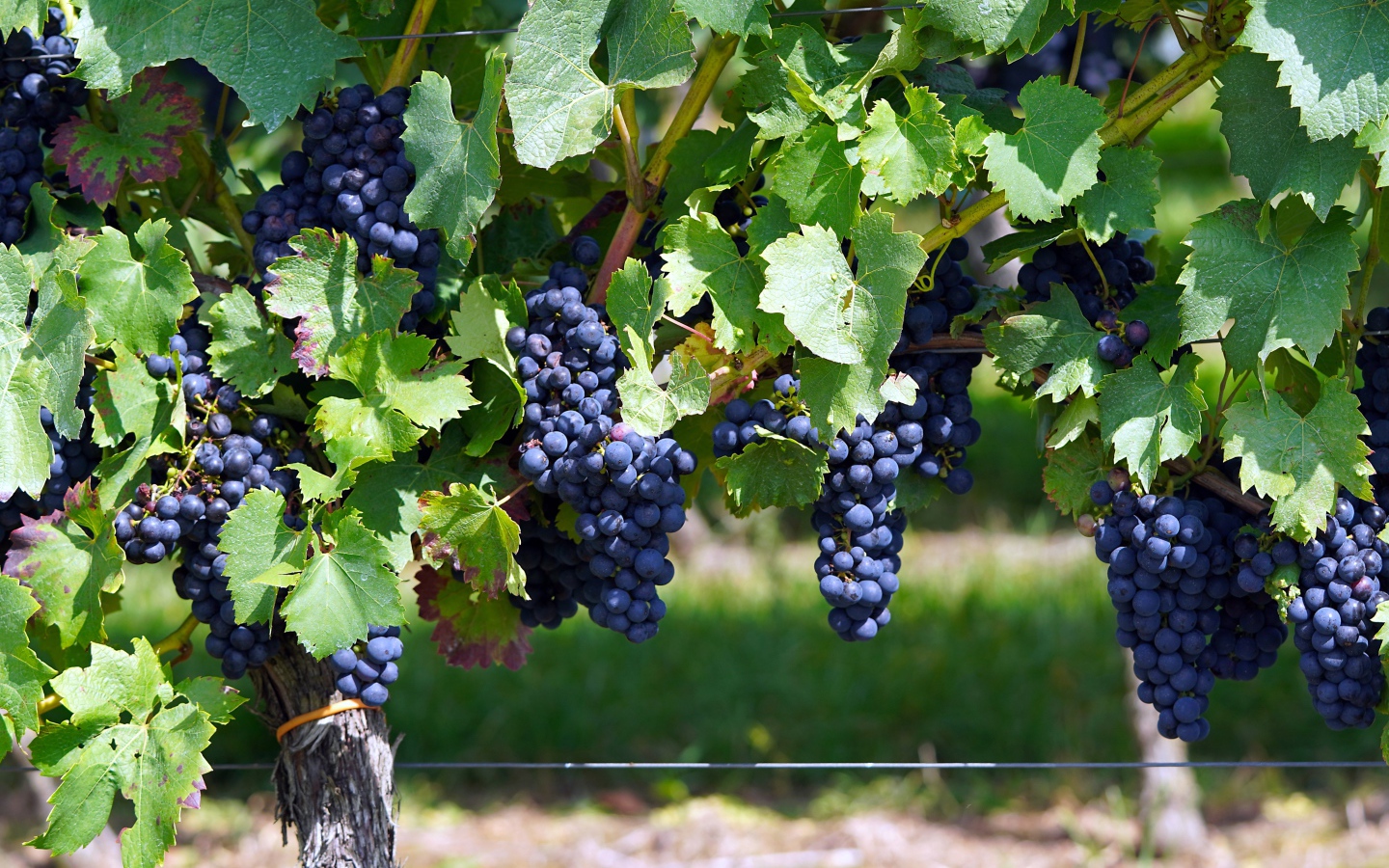 Большие гроздья синего винного винограда на лозе