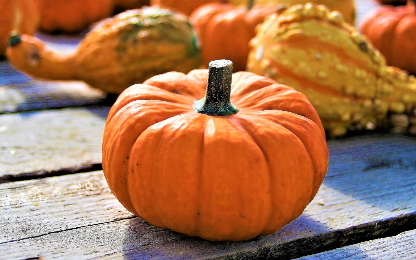 Большая оранжевая тыква на праздник Хэллоуин