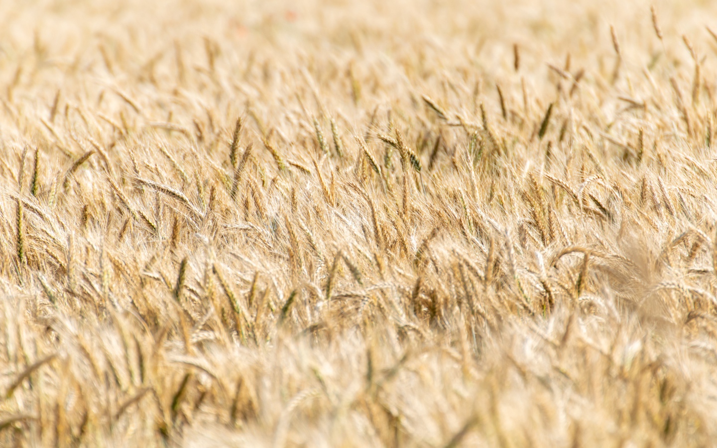 Поле спелой пшеницы осенью