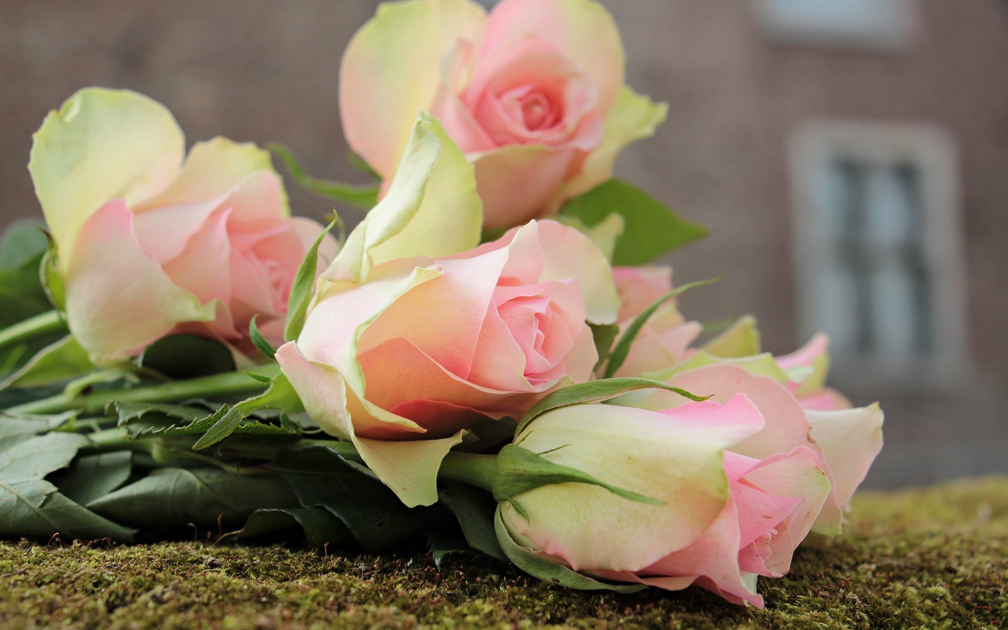 Букет розовых тюльпанов лежит на земле