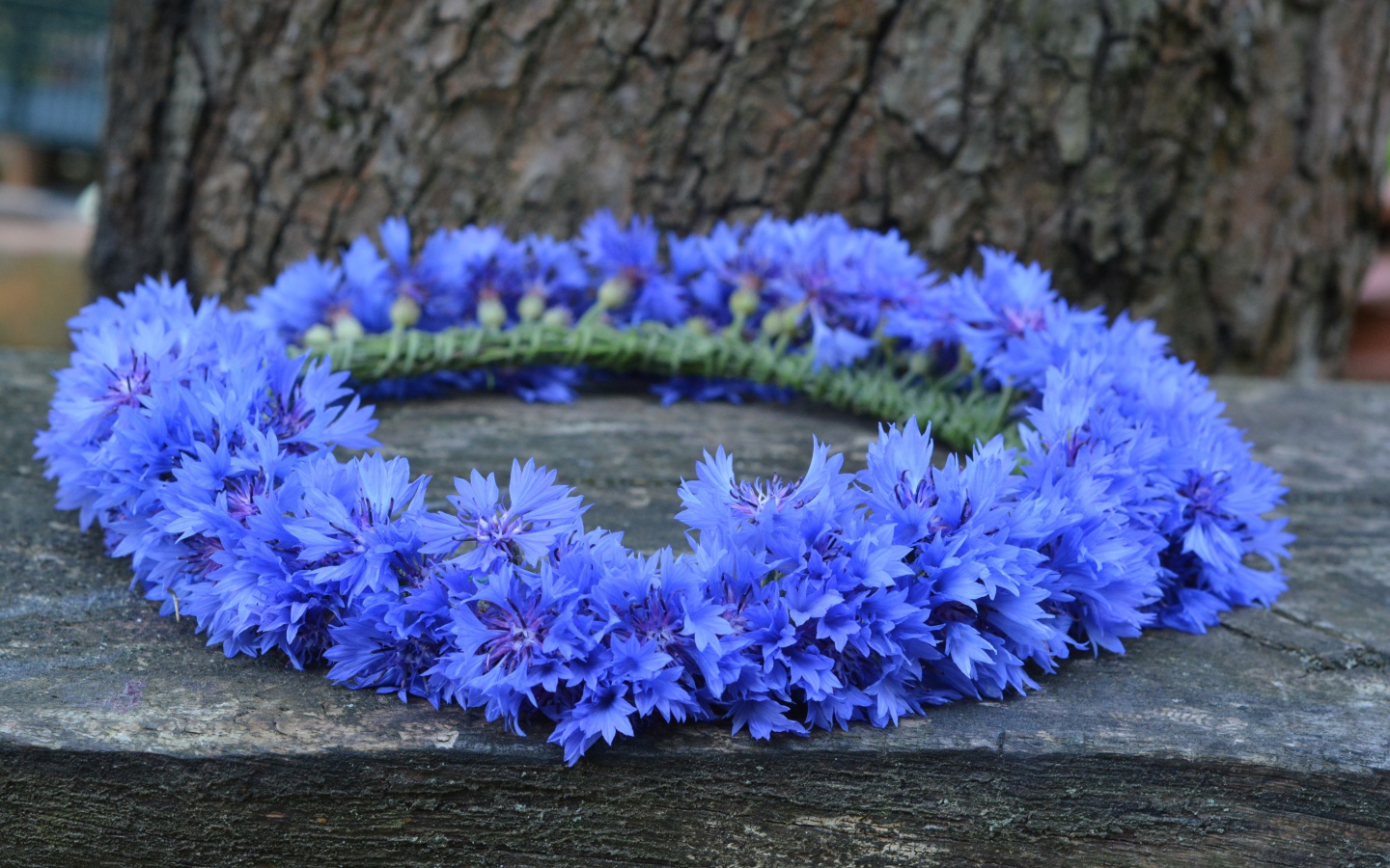 Венок из синих цветов василька на лавке