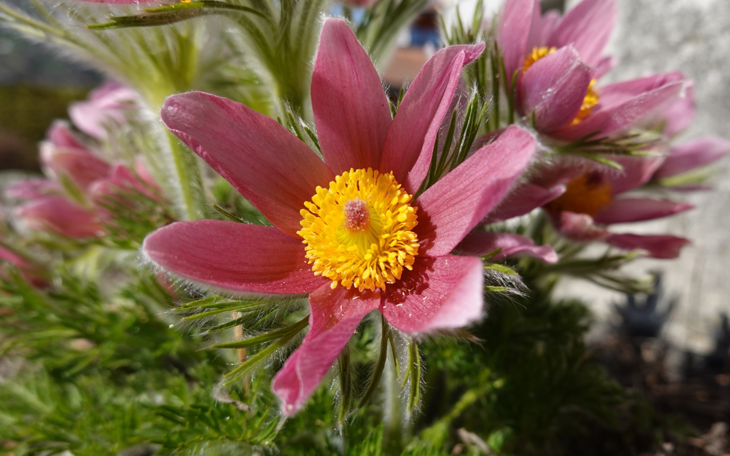 Красивые осенние цветы прострел