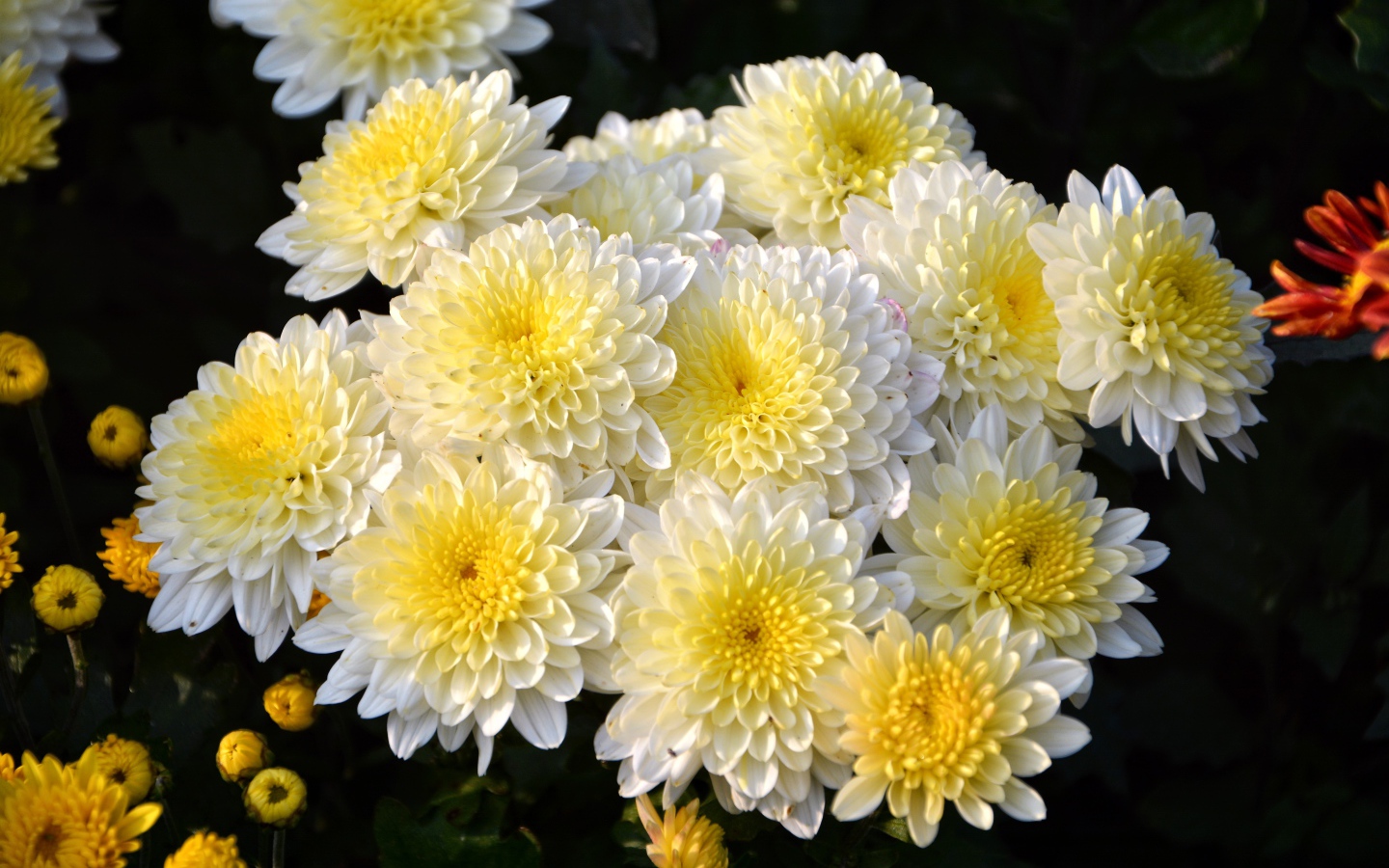 Красивый кремовый букет живых хризантем