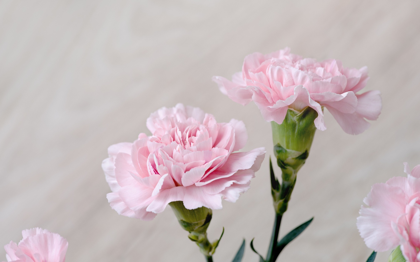 Красивые нежные цветы гвоздики крупным планом