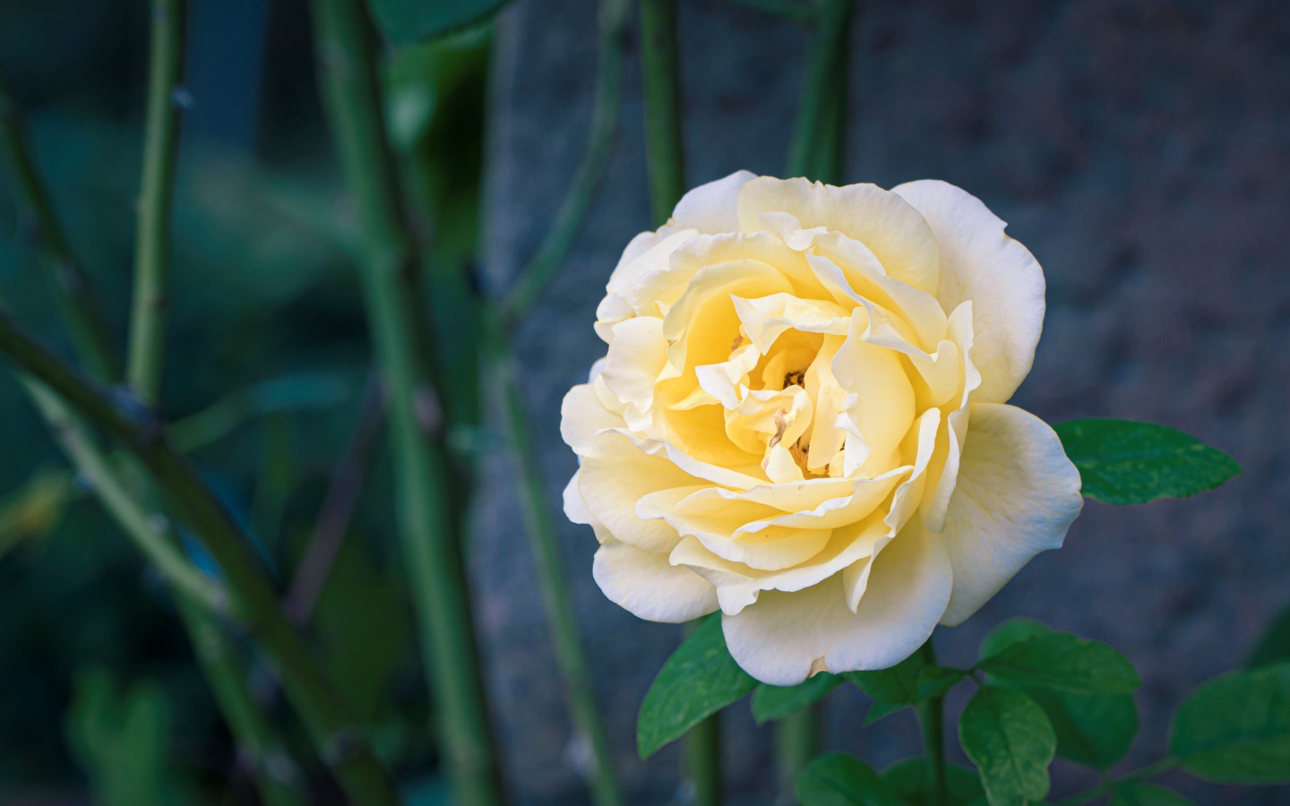 Красивая нежная белая роза крупным планом 