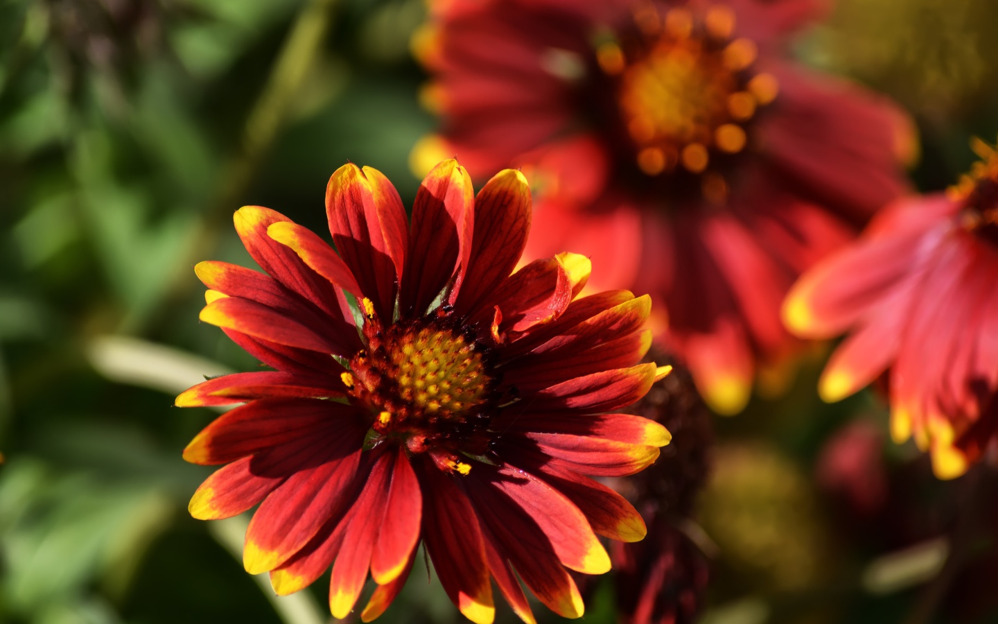 Красивый огненный цветок Гайлардия