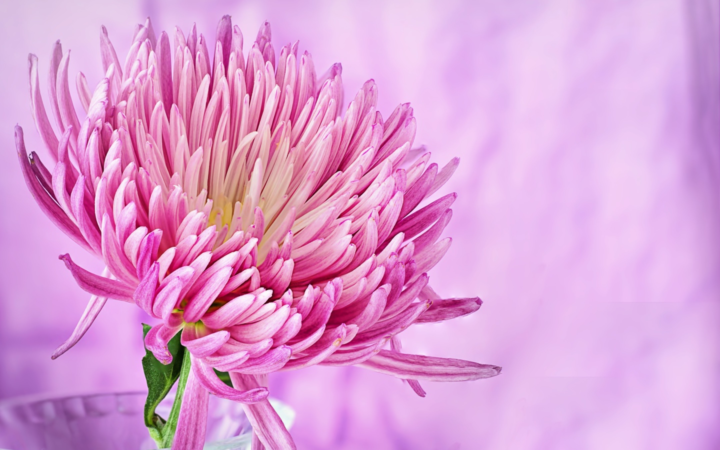 Красивый розовый цветок астры крупным планом