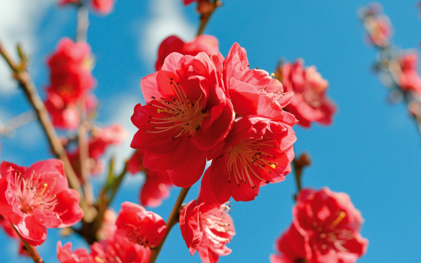 Красивые розовые цветы на ветке дерева на фоне голубого неба весной