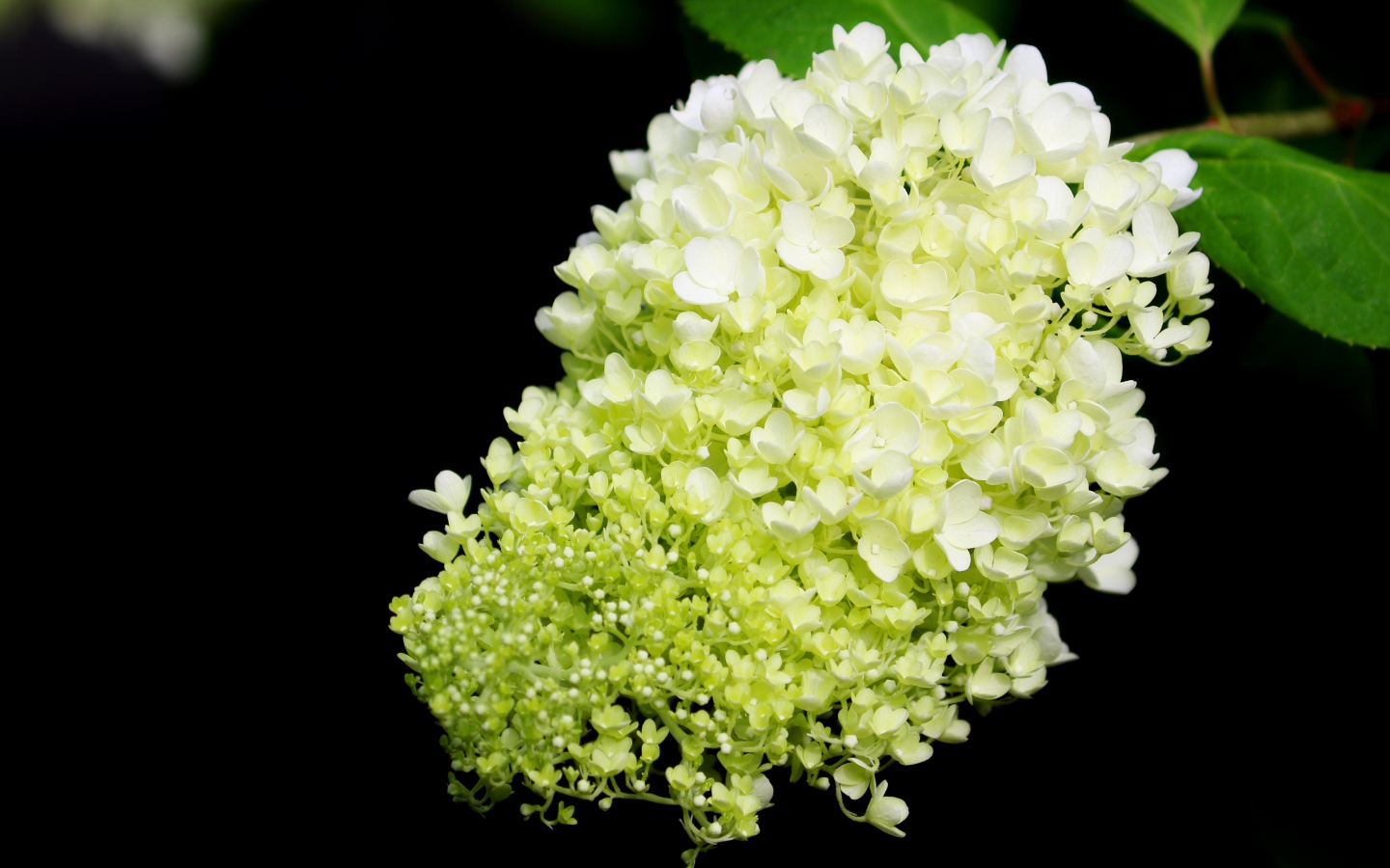 Красивые белые цветы Гортензии на черном фоне