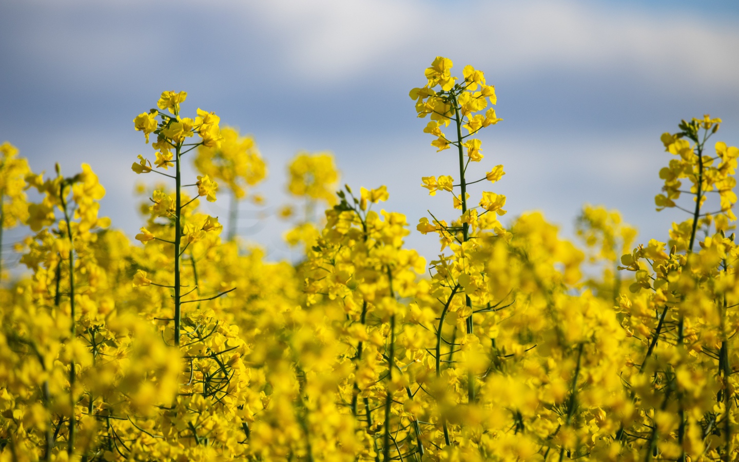 Красивые желтые цветы рапса на поле 