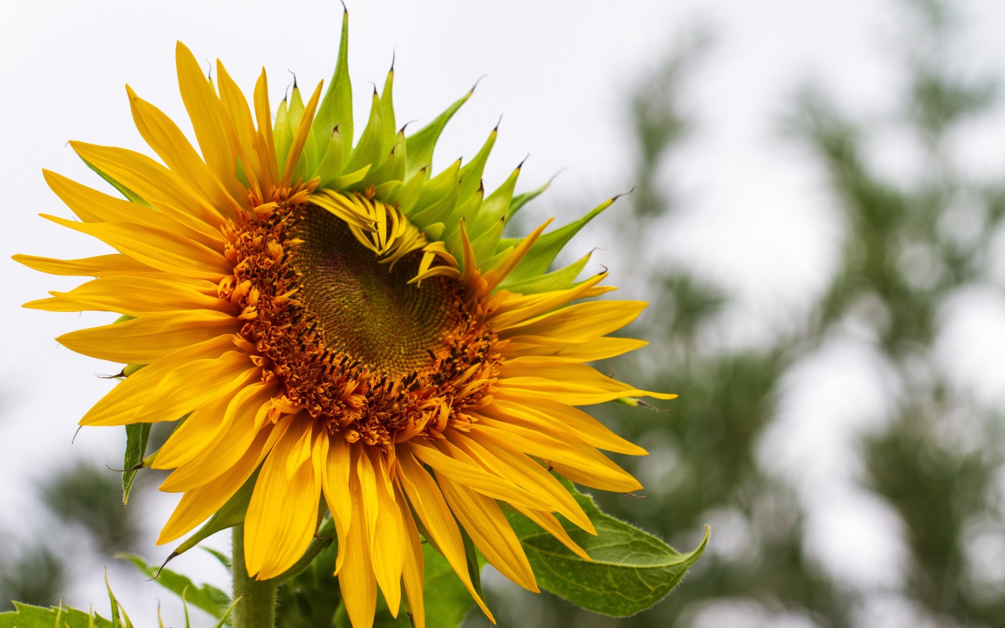 Красивый желтый подсолнух на огороде