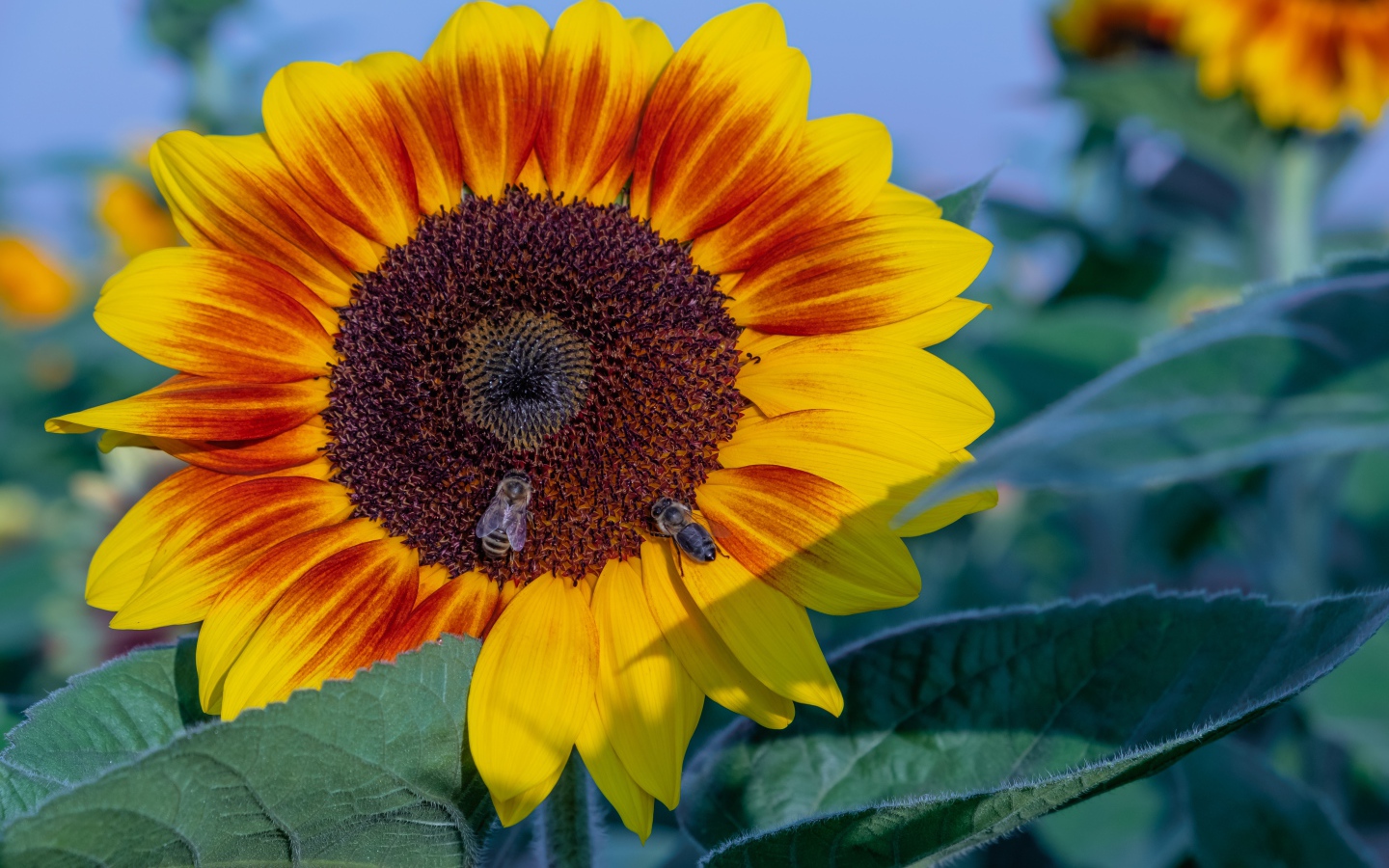 Большой красивый цветок подсолнуха с пчелами