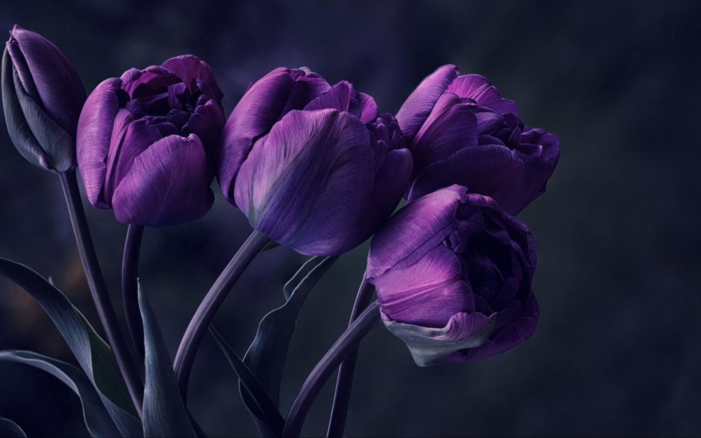 Букет фиолетовых тюльпанов на сером фоне 