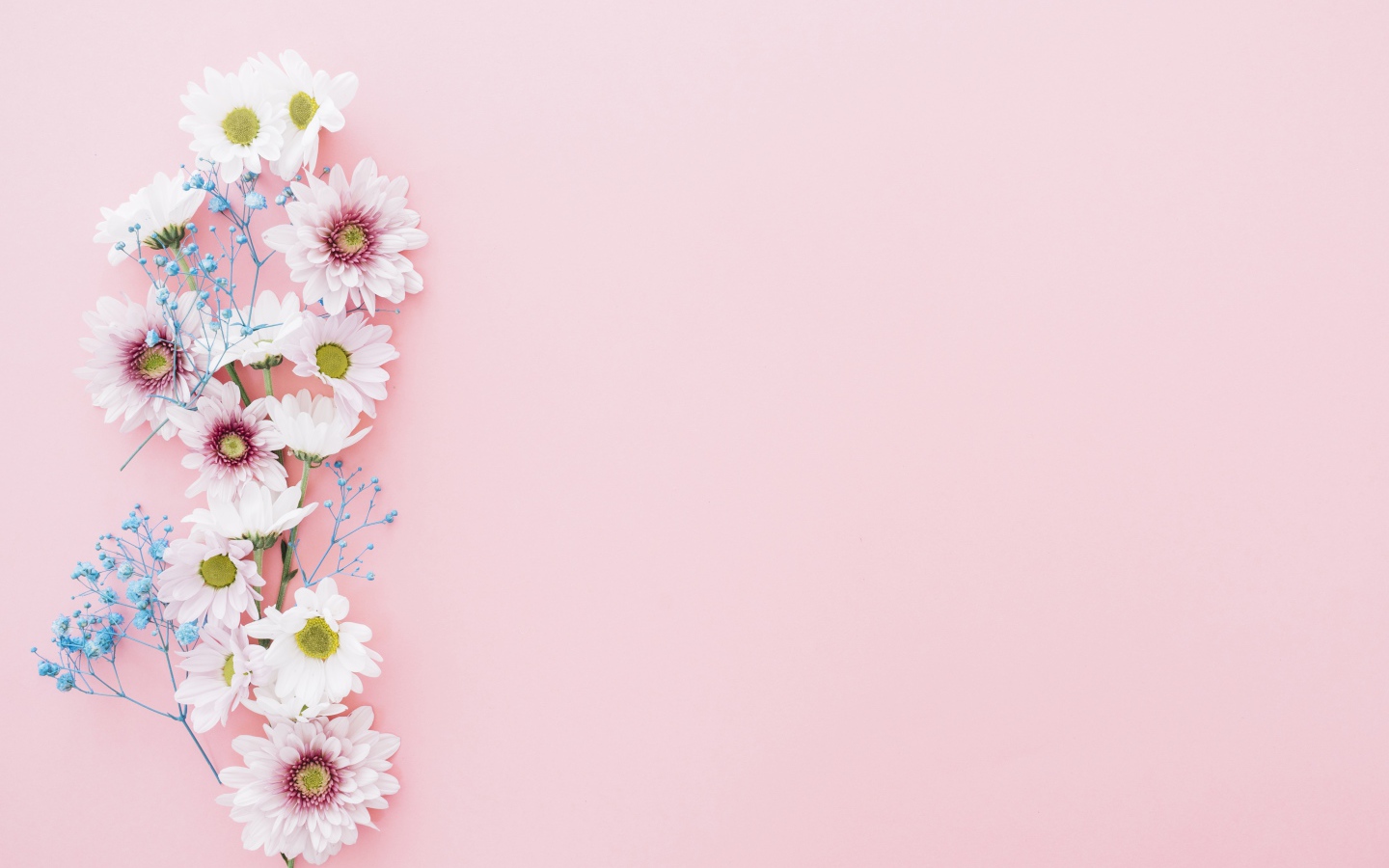 Цветы хризантемы на розовом фоне