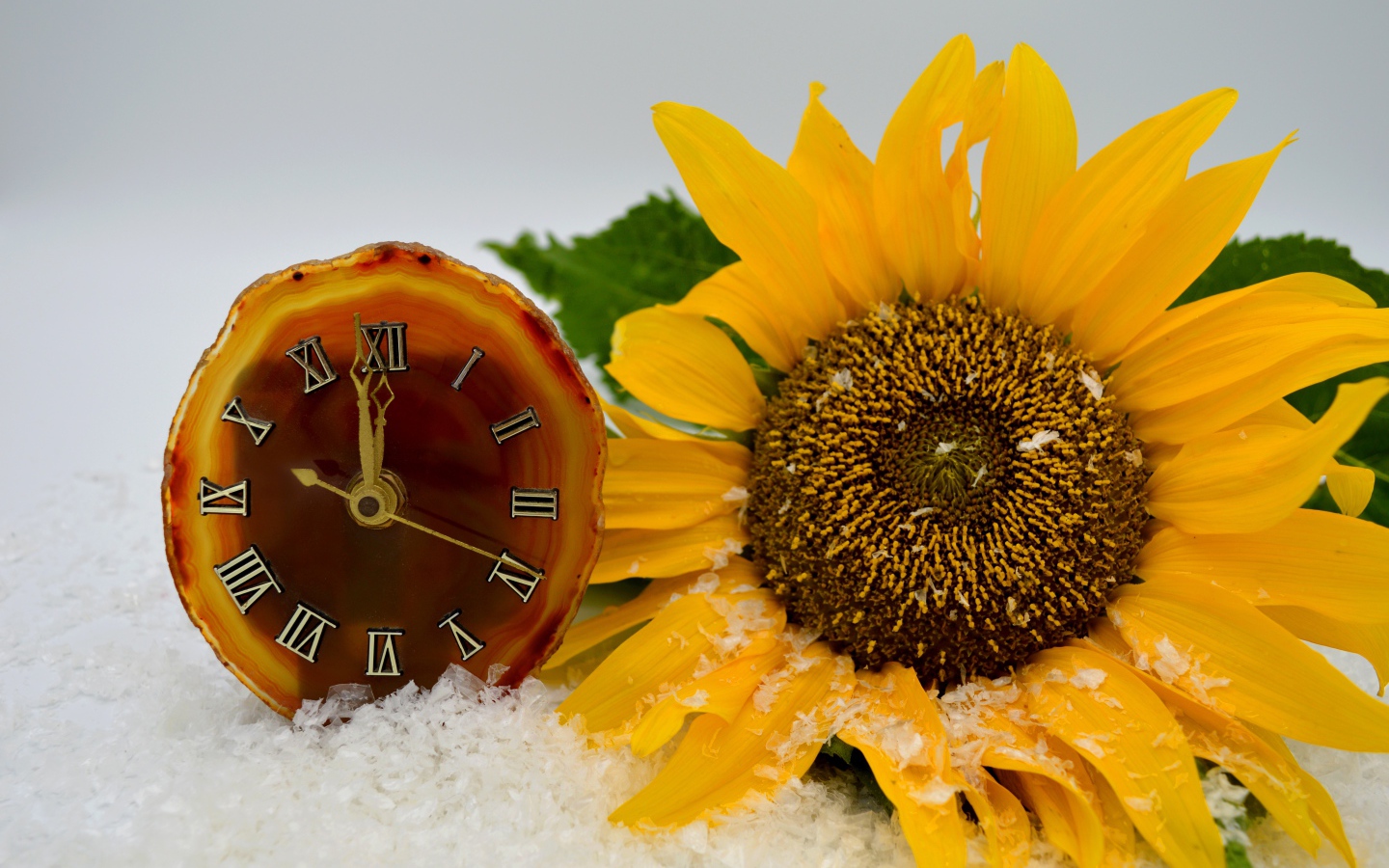 Часы и желтый подсолнух лежат на снегу 