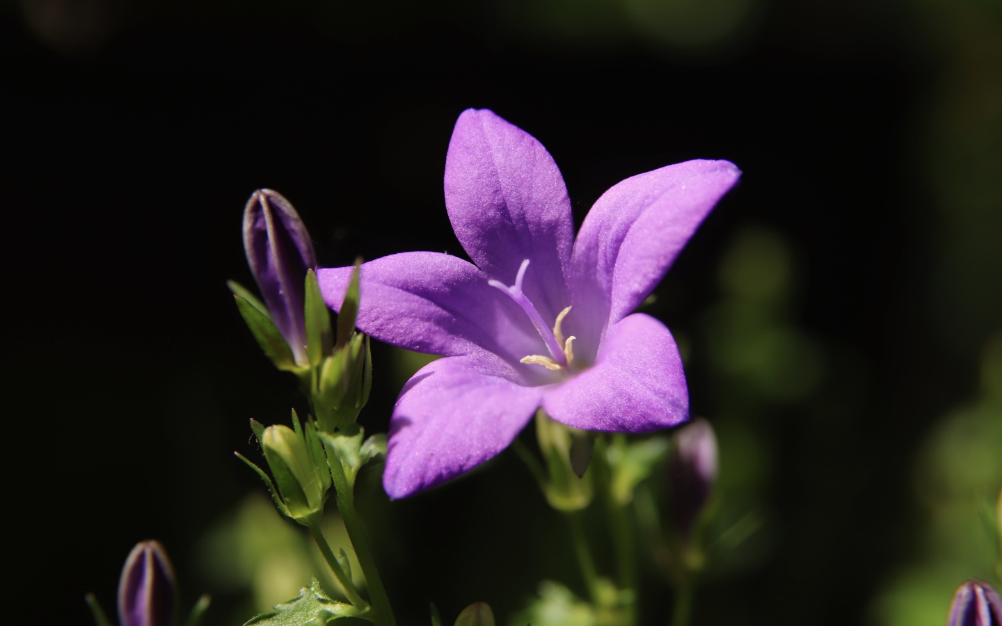 Нежный сиреневый колокольчик с бутонами крупным планом