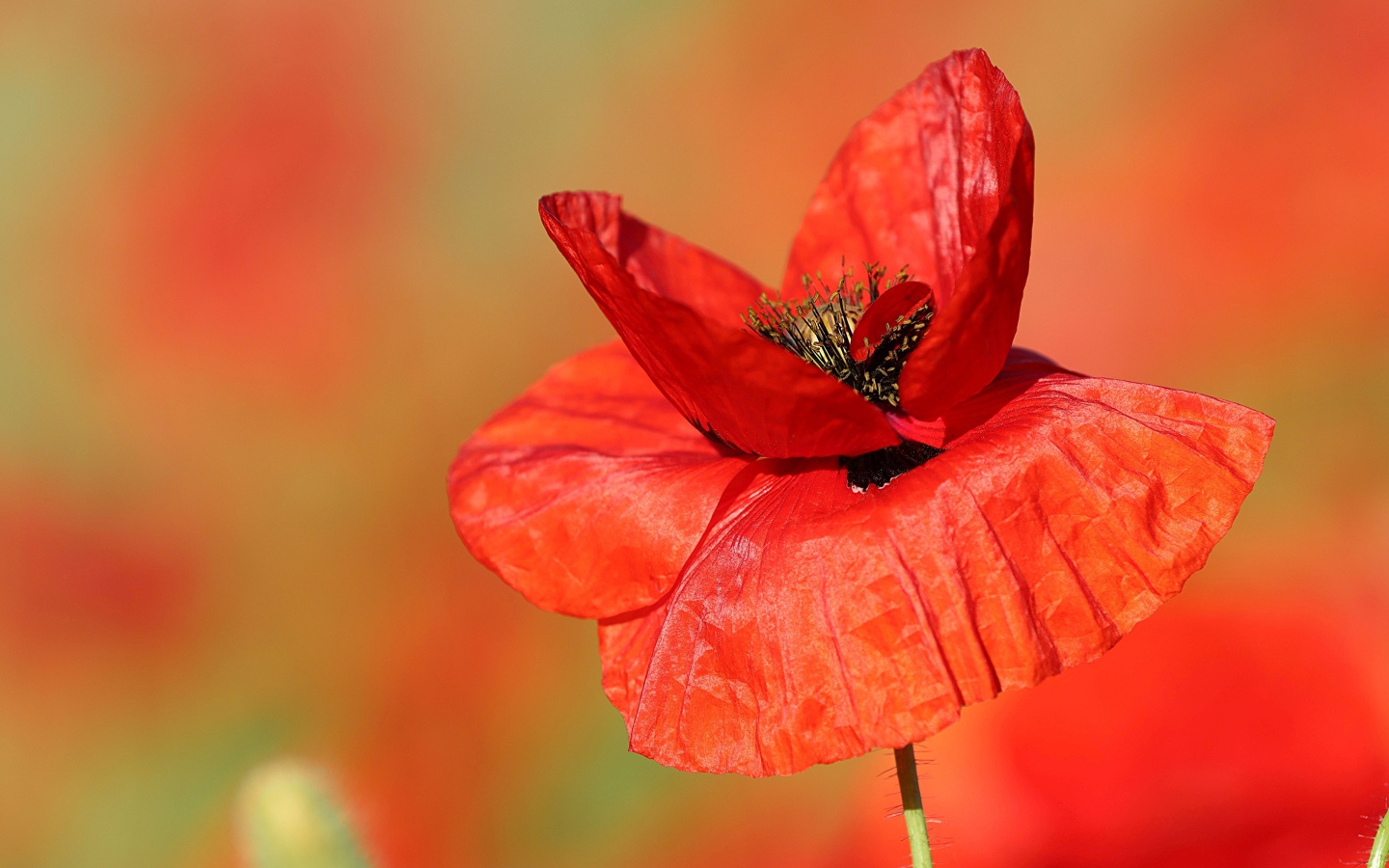 Нежные тонкие лепестки полевого мака