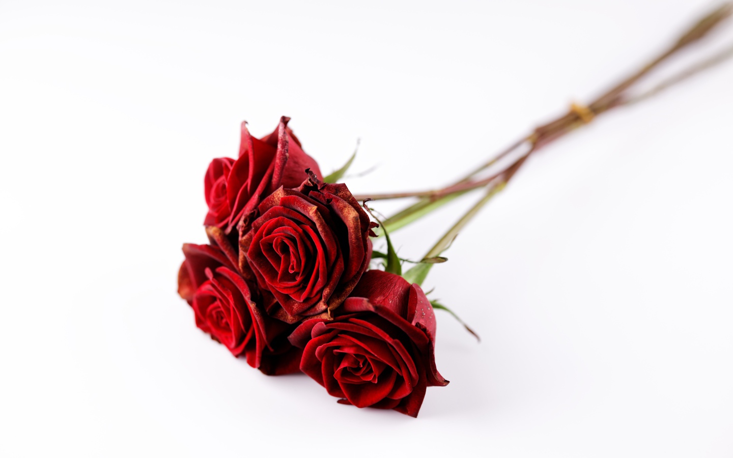 Пять красных роз без шипов на белом фоне 