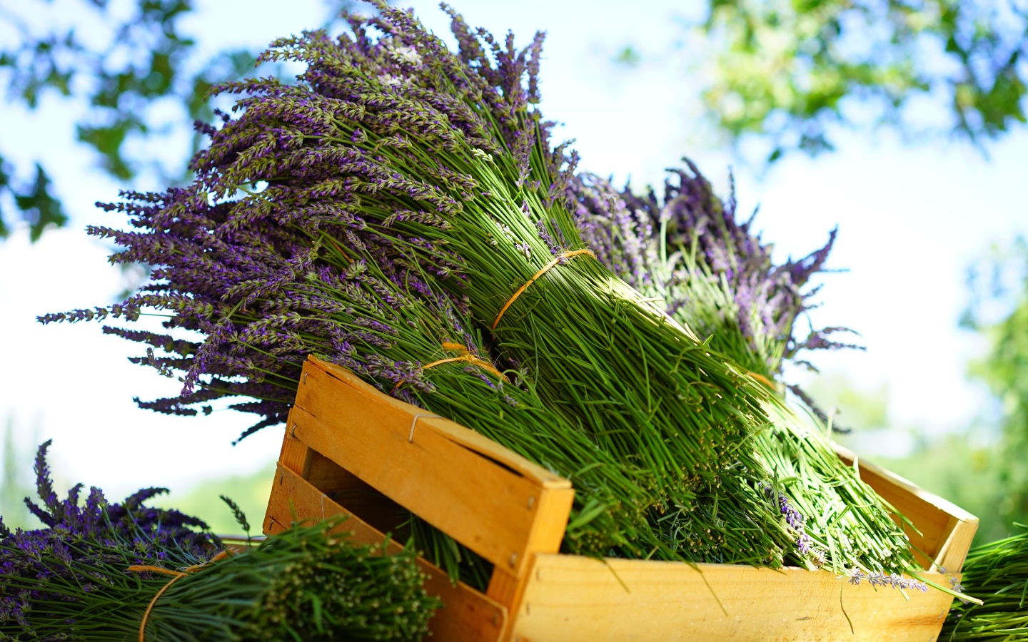 Свежие цветы лаванды в деревянном ящике