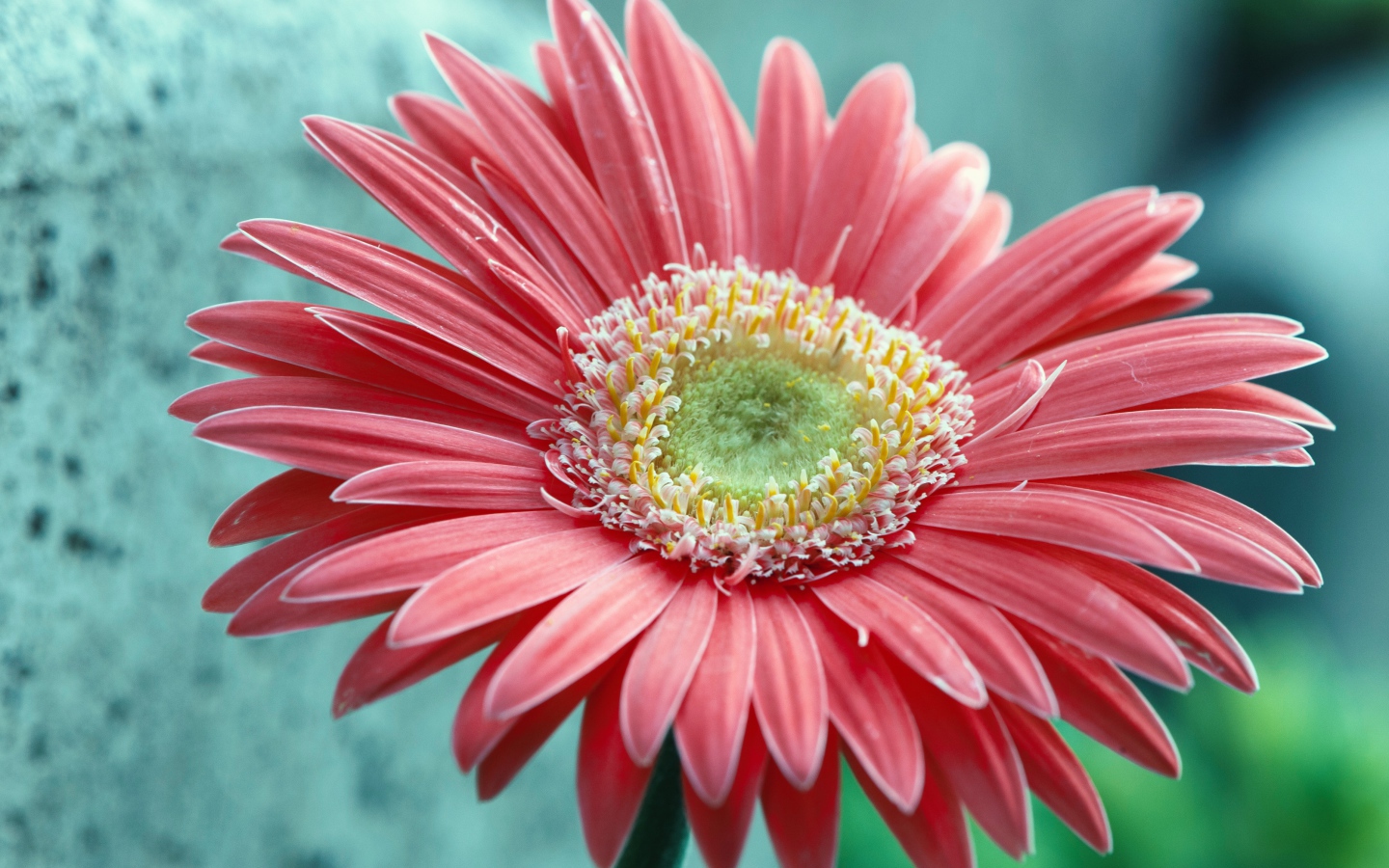 Большой розовый цветок герберы крупным планом 