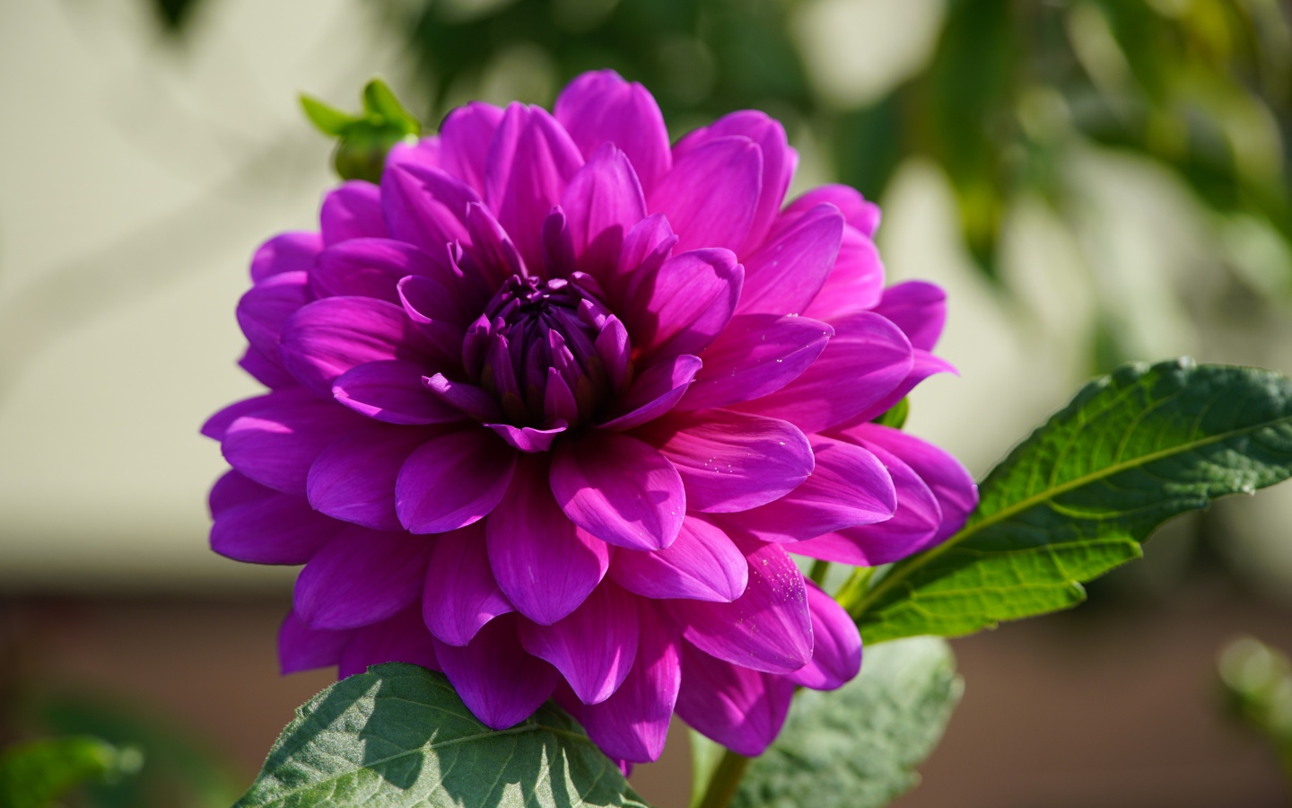 Сиреневый цветок георгина крупным планом