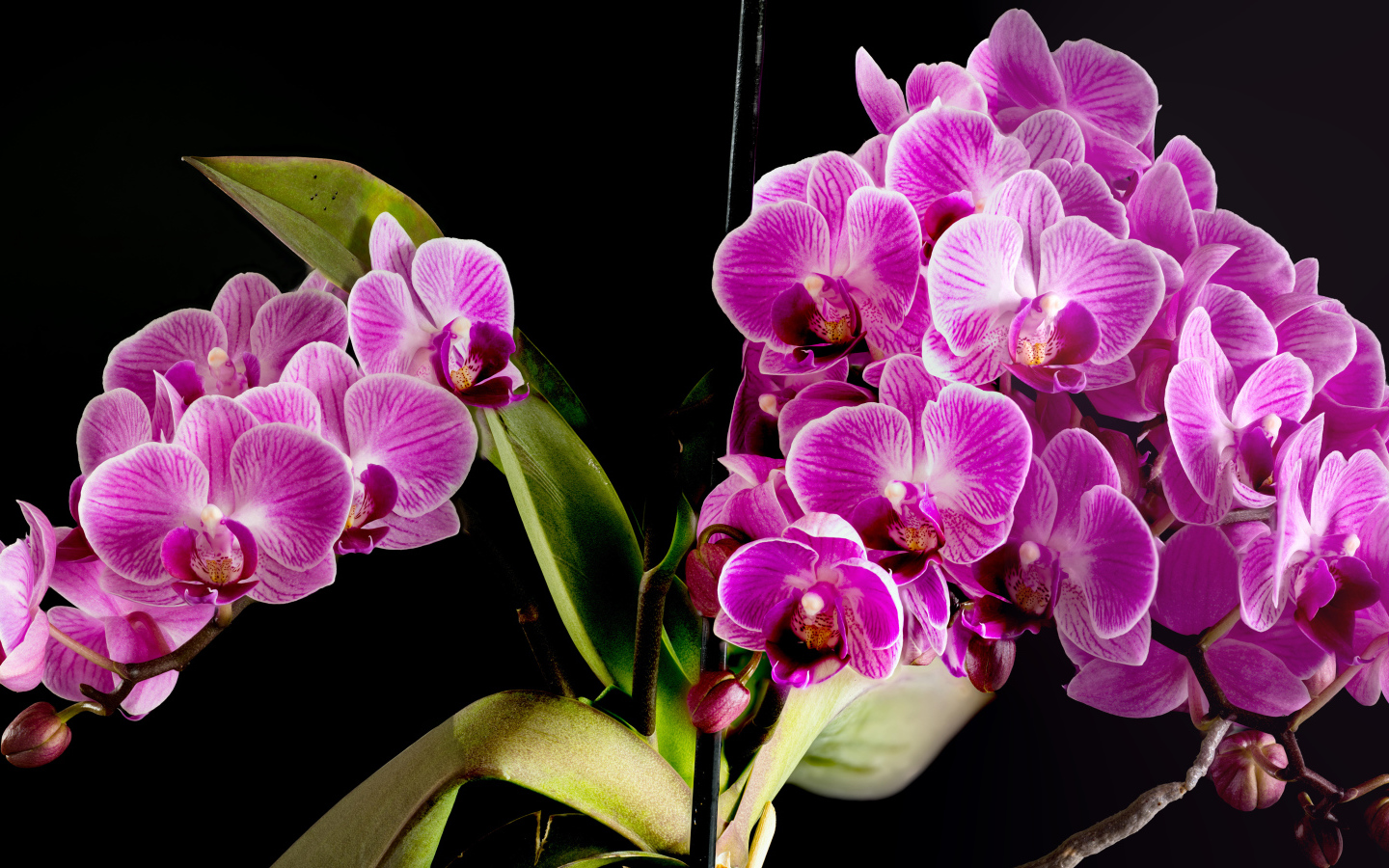 Много красивых розовых цветов орхидеи на черном фоне 