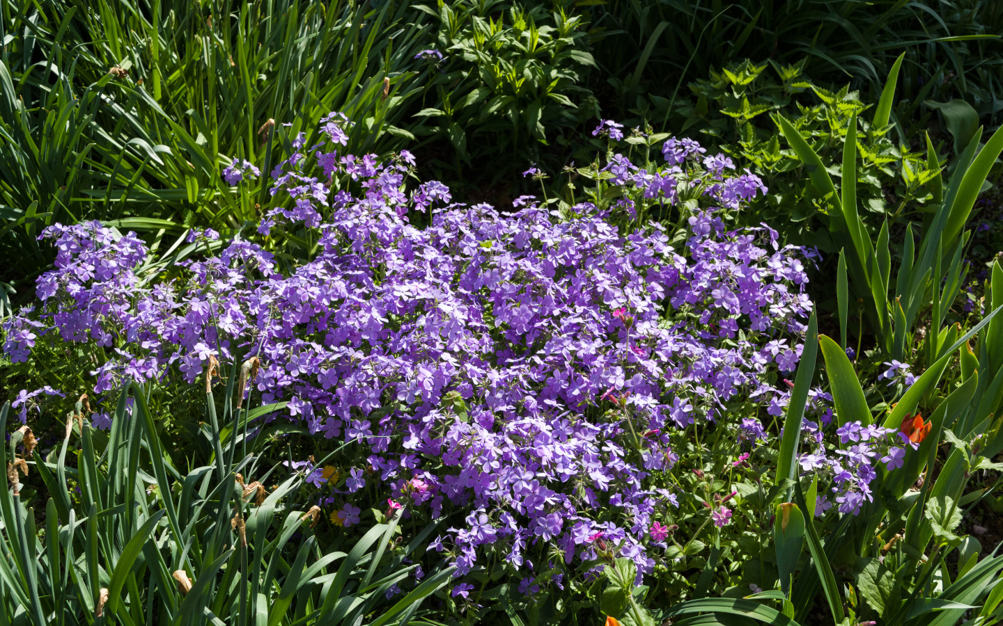 Много фиолетовых мелких цветов в зеленой траве 