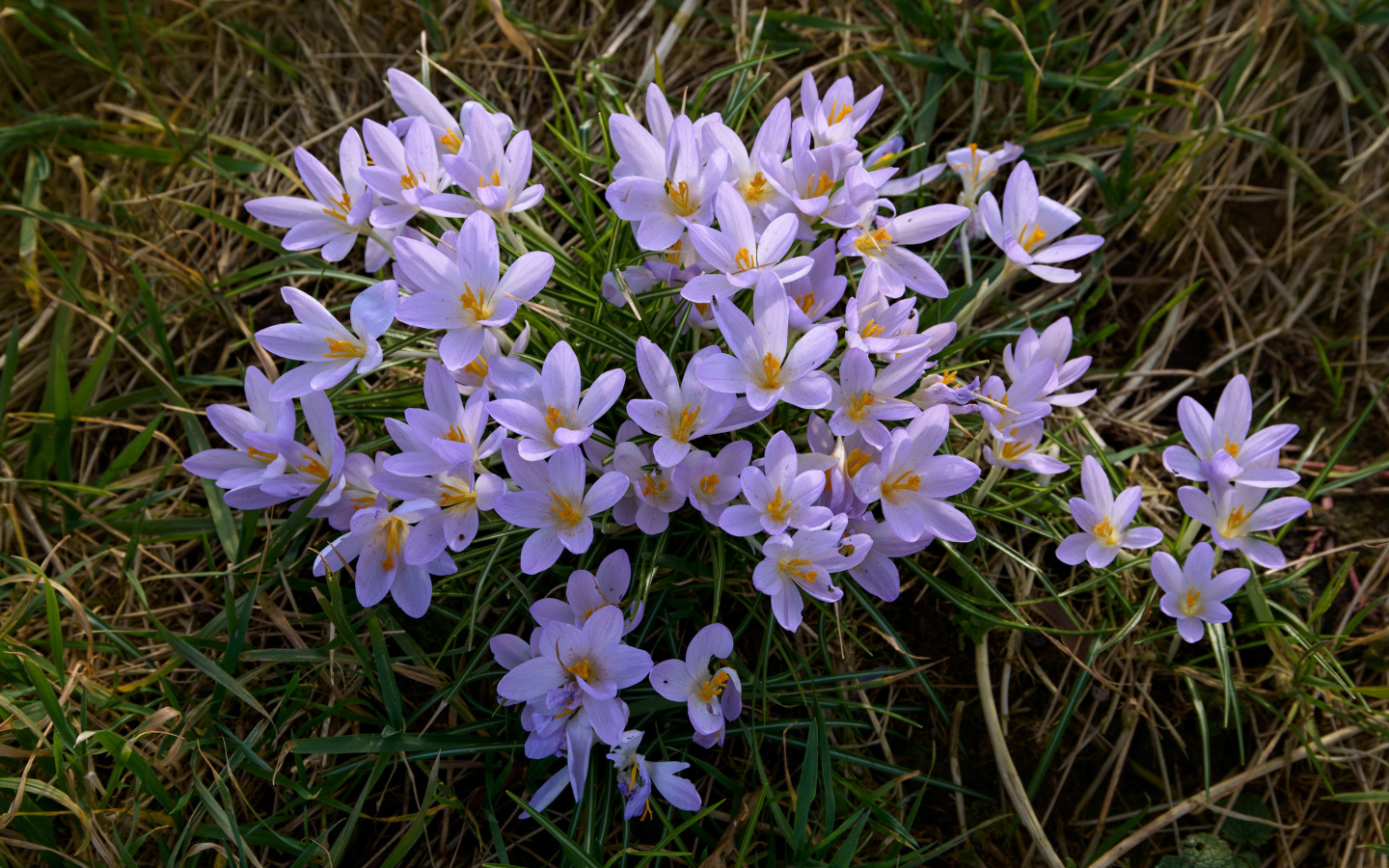 Много маленьких сиреневых крокусов на зеленой траве 