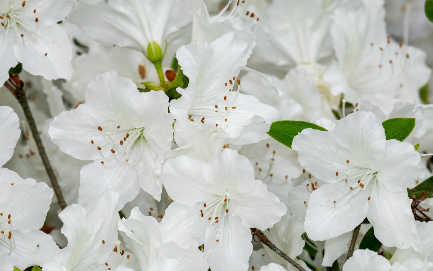 Много белых цветов азалии крупным планом