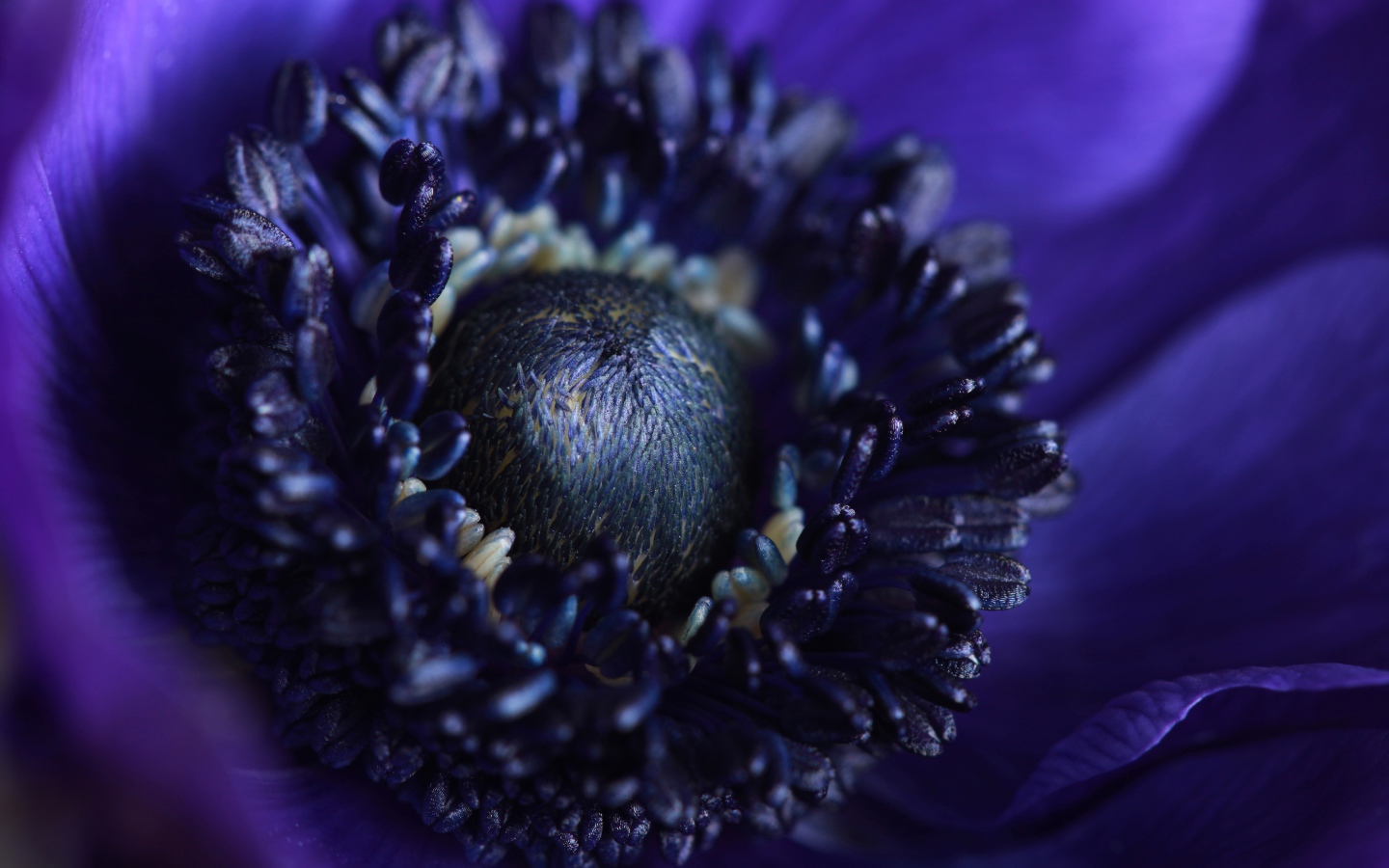 Середина синего цветка анемоны