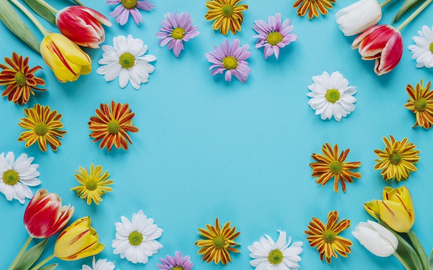 Разноцветные хризантемы и тюльпаны на голубом фоне 